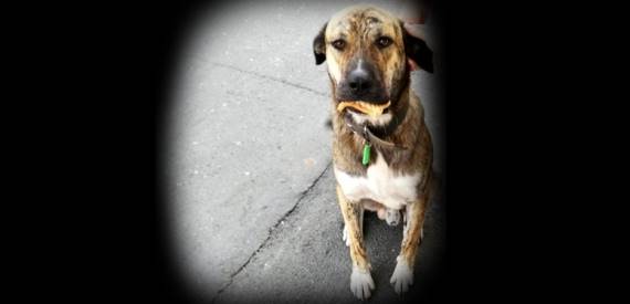 Kilyos’ta köpeğe çarptı!