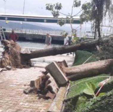 sariyer-buyukdere-agac-devrildi-sariyergazetesi