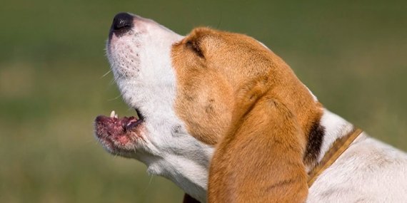 Rumeli Feneri’nin korkulu rüyası başıboş köpekler