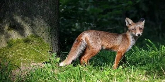 Ormanlık alanlara hayvanlar için yem bırakıldı