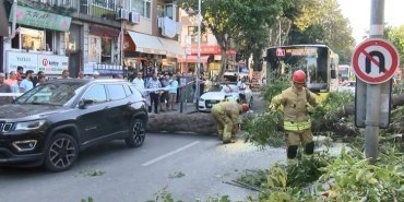 sariyer-agac-devrildi