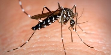 sariyer-sivrisinek-magduriyeti