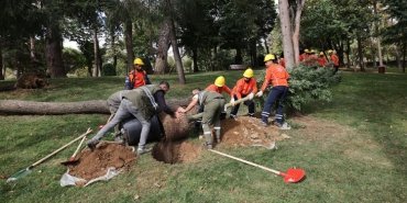 ibb-agac-yenileme-calismasi