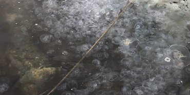 denizanasi-istilasi-sariyer-sahili