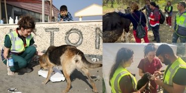 sariyer-belediyesi-hayvanlar-bakim