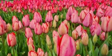 istanbul-lale-zamani