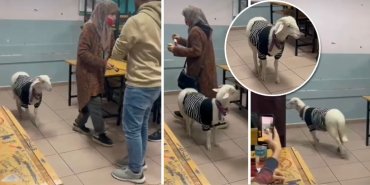 oy-kullanimi-ayazaga-kuzu