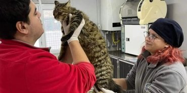 sariyer-belediye-veterinerlik-kuduz-asisi