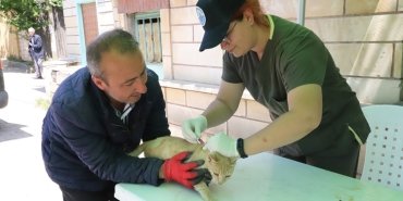 sariyer-belediyesi-kuduz-asisi-kampanyasi