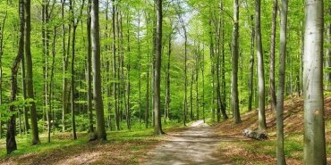 istanbul-orman-giris