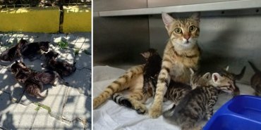 yavru-kediler-kurtarildi