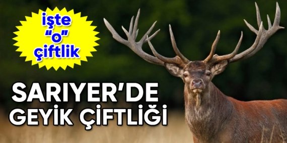 Nesli azalan Kızıl Geyikler Sarıyer’de yetiştiriliyor!