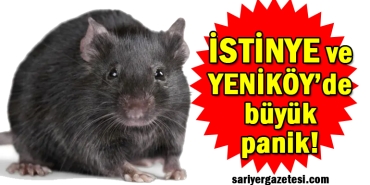 istinye_yenikoy_lagim_fareleri_basti