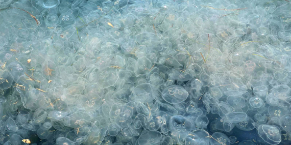 Büyükdere’de deniz beyaza kesti!