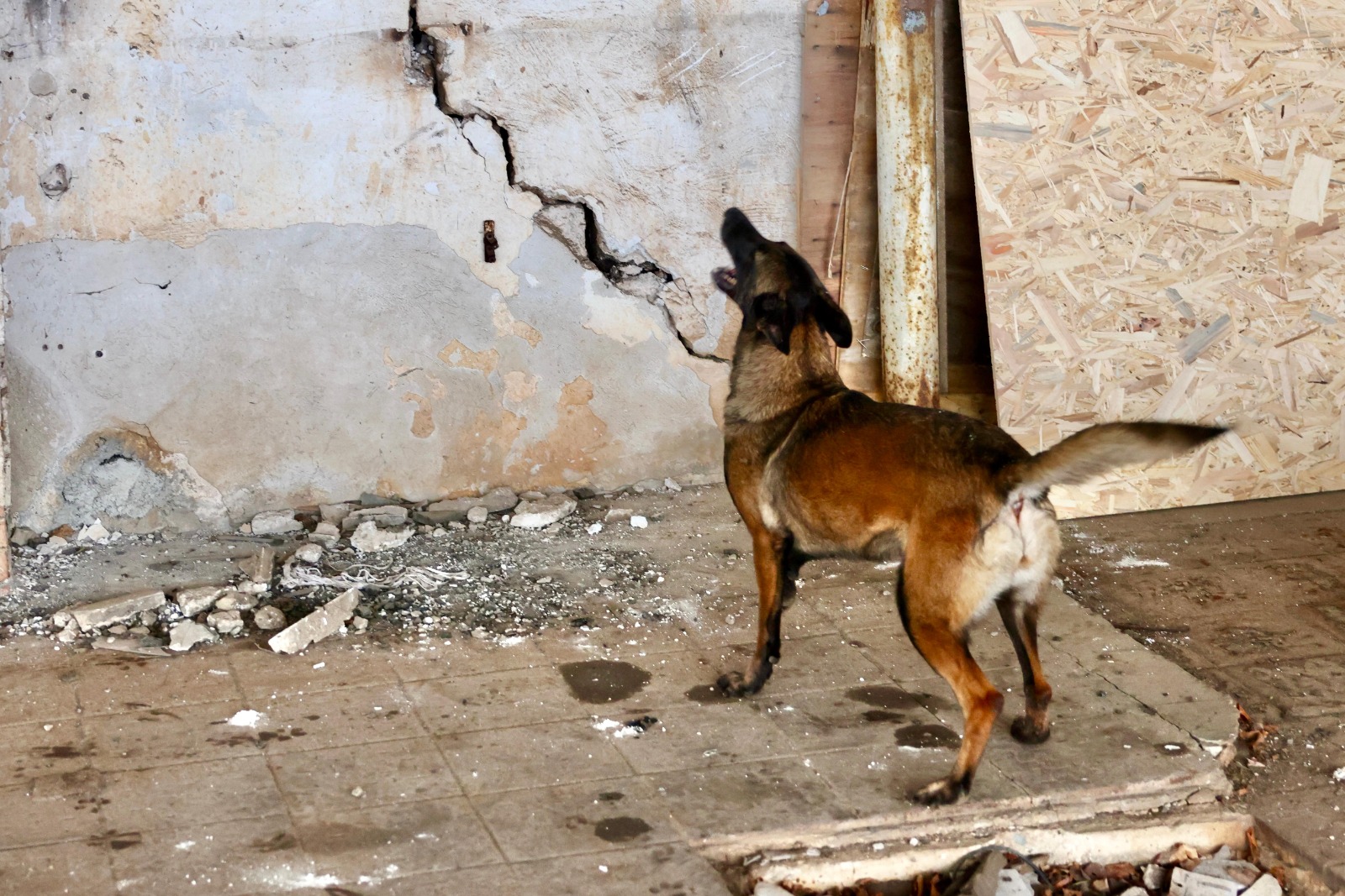 silan_sariyer_belediyesi_deprem_kopegi (7)