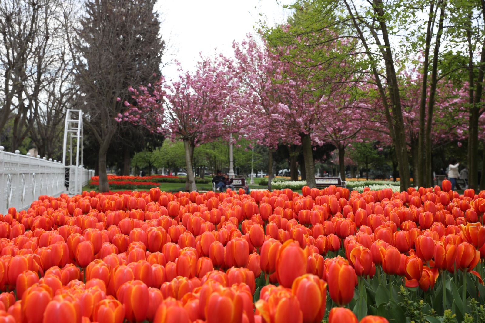 istanbul_lale_festivali (10)