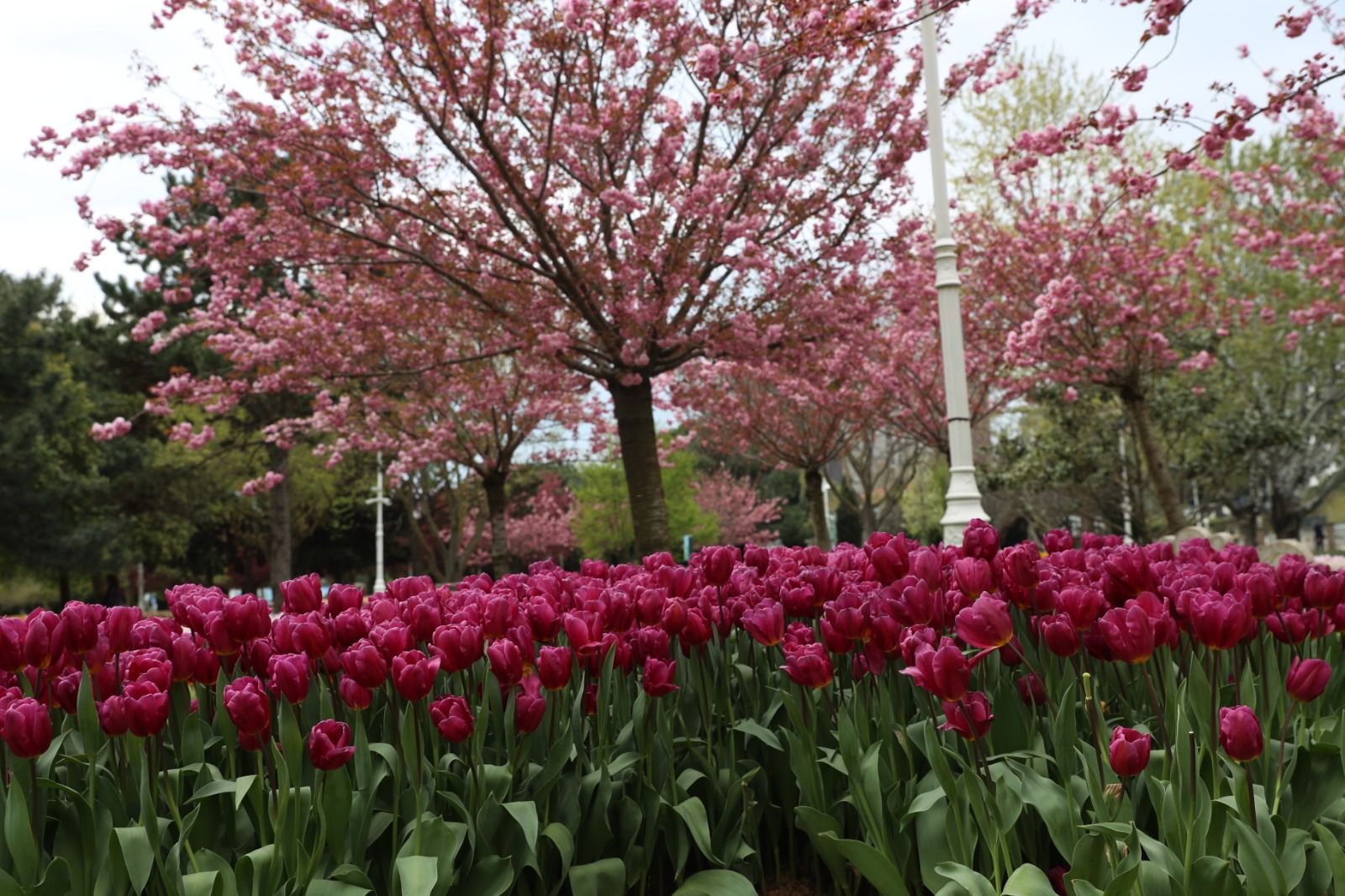 istanbul_lale_festivali (12)