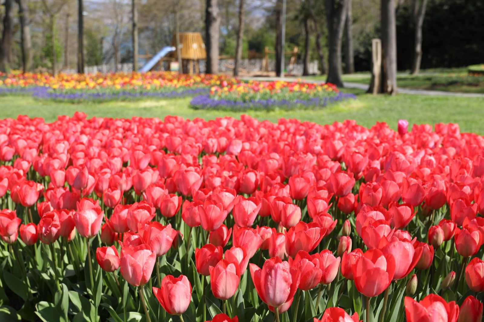 istanbul_lale_festivali (2)