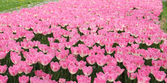 İstanbul, baharı lalelerle karşılıyor