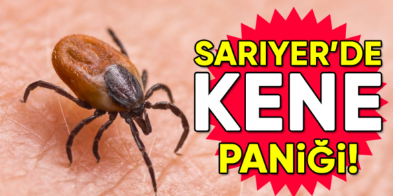 Sarıyer’de kene paniği! Vaka sayısı 100’e dayandı!