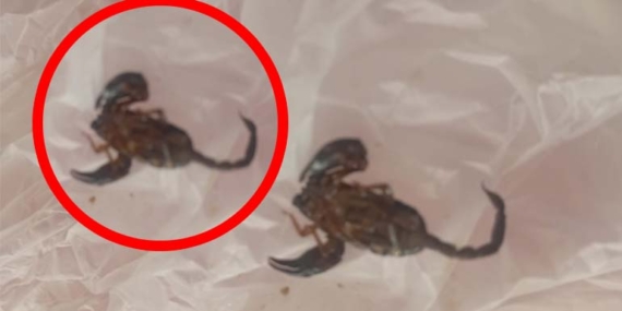 Maden Mahallesi’nde akrep paniği!