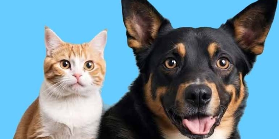 Sarıyer’de ücretsiz aşı kampanyası