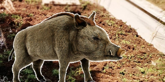 Aç kalan domuzlar, Kilyos Mezarlığı’nı tahrip etti!