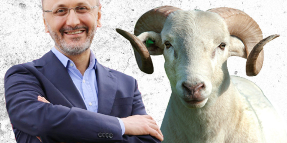 Eyüpsultan Belediyesi şehit ve gaziler için 60 Kurbanlık koç satın aldı!