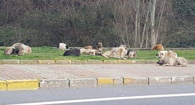 sariyer-sokaga-atilan-kopekler (7)