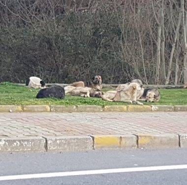 sariyer-sokaga-atilan-kopekler (7)